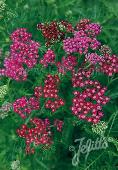 Achillea millefolium Cassis